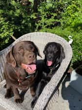 Labradors_skye_thor