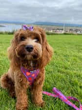 ruaruethecavapoo