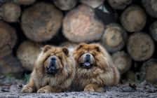 The2crazychowchows