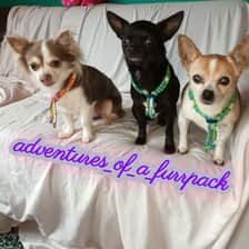 adventures_of_a_furrpack