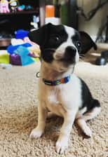 Littlelunahuahua