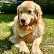 Harleythegoldengirl