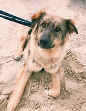 woody_theadoptiondog