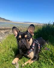 frenchieb_murph