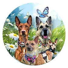 _3dogs_1cat