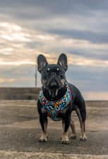 Hugos.frenchie.adventures