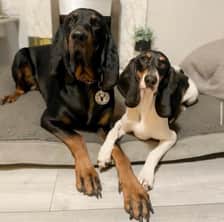Odin_and_Novas_adventures