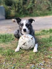 Tess.thecollie