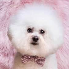 Lottie