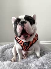 milkythefrenchbulldog