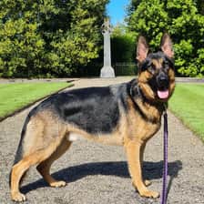 Ozzythegsd2020