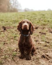 cockerspanielcalledjasper