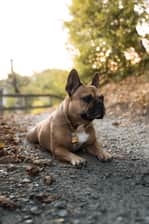 top_dog_leilani
