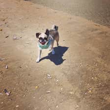 perky_penny_pug