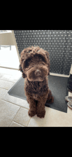 labradoodle_stymie