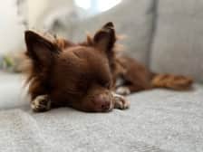 Jackthechi21