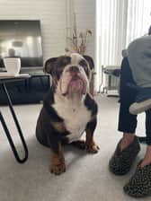 Boristhebulldozer