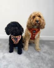 honey_the_cavapoodle