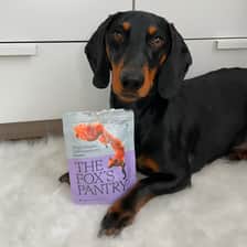 Buzz_the_dachshund_