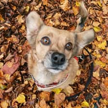 rescuegirlcora