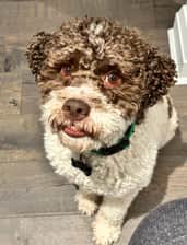 veryawkwarddog