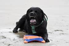 the.labrador.max