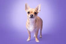 Pip.the.chihuahua_