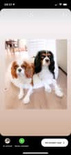 Cavalierkingcharleskate
