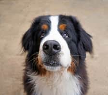 albert.olly.bernese