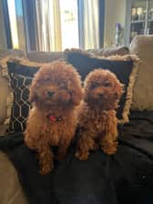 Toypoodle_nederland