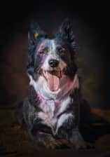 bordercollie_breeze