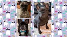 Un_deux_trois_frenchies