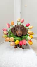 link_the_sausage2021