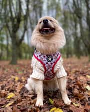 Loki_pom_a_chug
