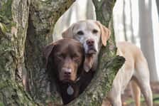 labradors_oscarandbailey