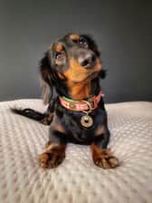 Dogfostercindy