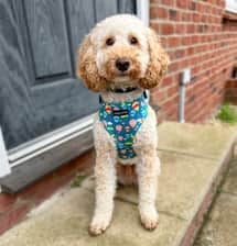 mrcooper_toypoodle
