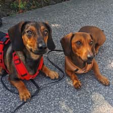 charlie_luna_little_adventure