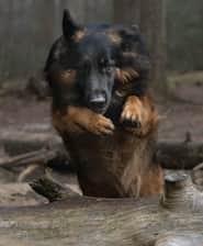Morax.gsd