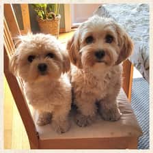 Vilmaandfelix