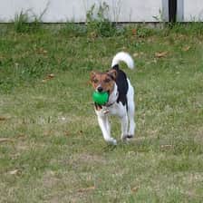 lulujackrussel2020