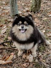 Teddy_thepom2021