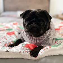 pipthepugpup