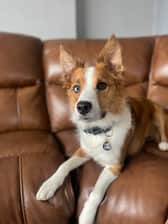 Nasathecollie