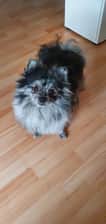 Aivinthepom