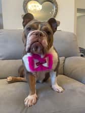 _bonnie.thebulldog