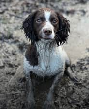 Calliopethespringer