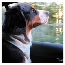 mia.the.berner