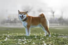 Kyubi_shibainu_