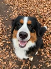 Bjorn_the_bernese